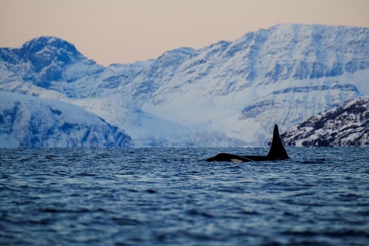 Tromsø RIB Whale Safari: Up-Close Arctic Whale Watching with Transfer photo 5