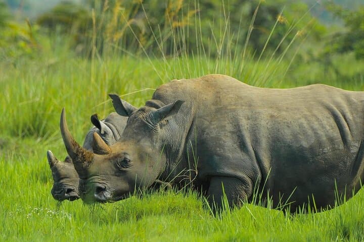 8-Day Uganda Safari: Gorillas, Rhinos, Big Game, Murchison & Bwindi photo 2