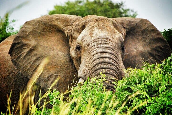 8-Day Uganda Safari: Gorillas, Rhinos, Big Game, Murchison & Bwindi photo 3
