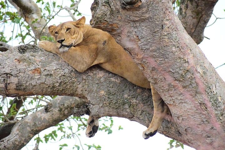 8-Day Uganda Safari: Gorillas, Rhinos, Big Game, Murchison & Bwindi photo 4