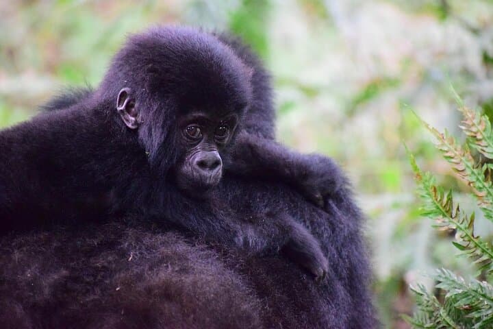 8-Day Uganda Safari: Gorillas, Rhinos, Big Game, Murchison & Bwindi photo 5