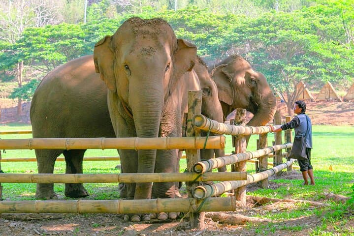 Chiang Mai Elephant Sanctuary & Sticky Waterfall Day Tour — Ethical Encounters and Climbable Falls