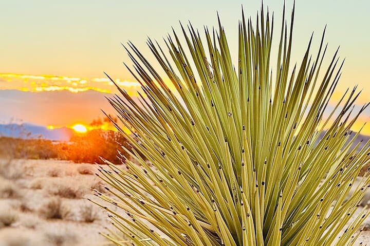 Joshua Tree Soul Reconnection Retreat: Day Retreat & Vortex Healing photo 6