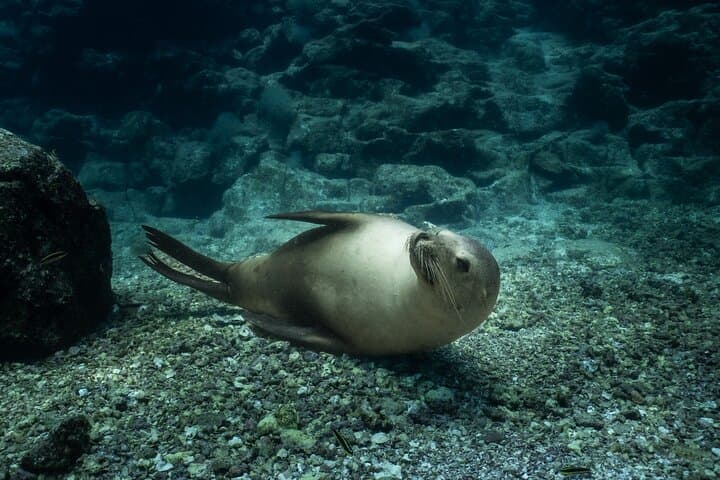 Sea Lion Snorkel at Espíritu Santo Island — Private Trip photo 2