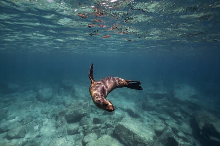 Sea Lion Snorkel at Espíritu Santo Island — Private Trip