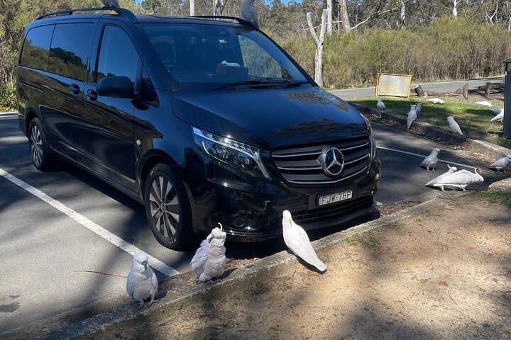 Blue Mountains Luxury Private Tour: Three Sisters, Scenic World & Featherdale Wildlife photo 3