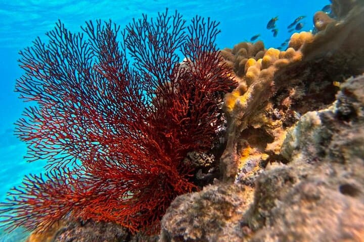 Half-Day Great Barrier Reef Snorkel from Cairns — Small-Group Outer Reef Trip photo 5