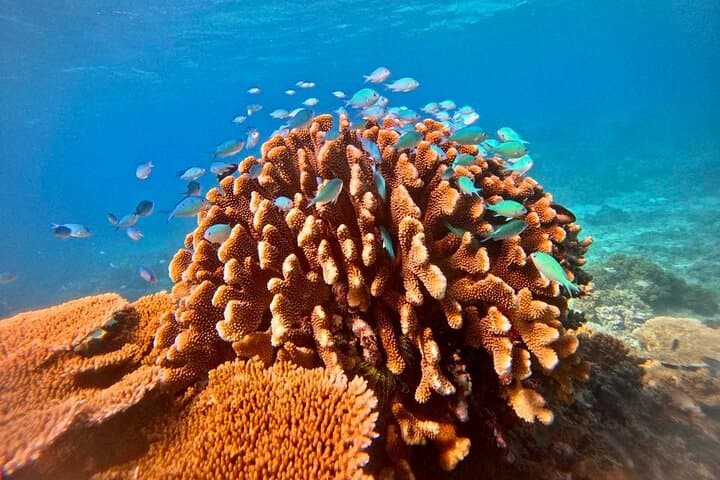 Half-Day Great Barrier Reef Snorkel from Cairns — Small-Group Outer Reef Trip photo 3