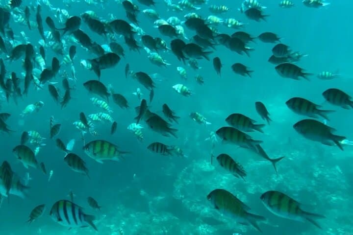 Phi Phi & Bamboo Island Day Trip from Phuket — Snorkel Maya Bay and Bamboo Island photo 5