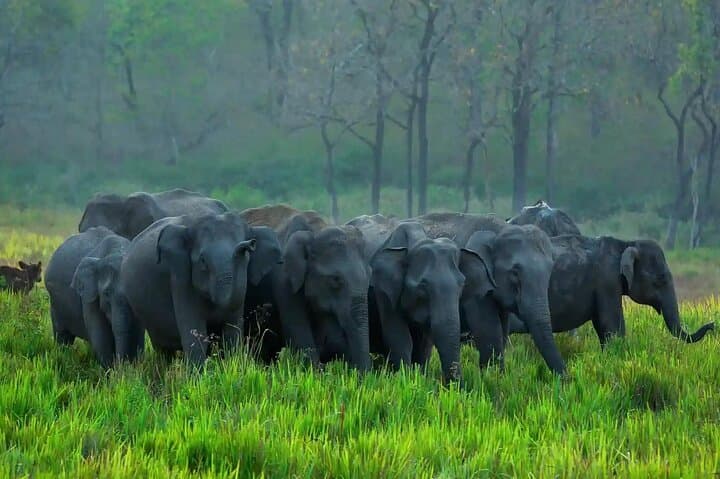 6-Day Kerala Tour: Munnar, Thekkady, Alleppey & Kovalam Beaches photo 2