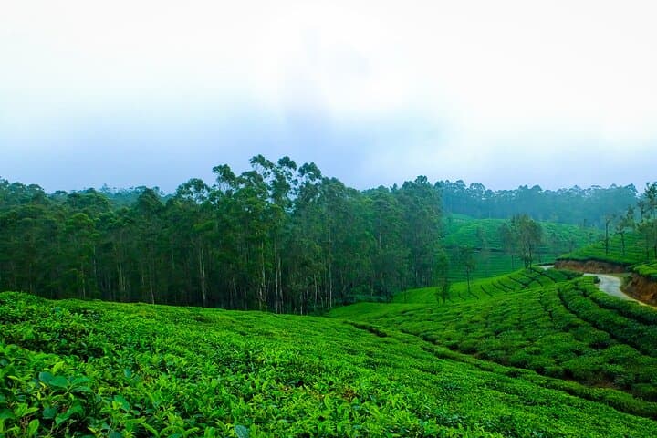 6-Day Kerala Tour: Munnar, Thekkady, Alleppey & Kovalam Beaches photo 5