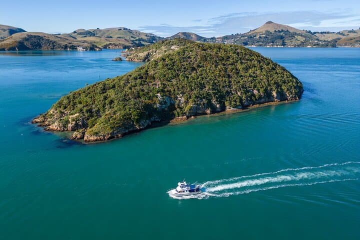 Otago Harbour Albatross & Wildlife Cruise: Taiaroa Head Boat Tour photo 1