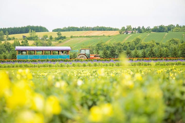 Furano & Biei Day Tour: Farm Tomita Lavender, Shirogane Blue Pond & Shikisai no Oka