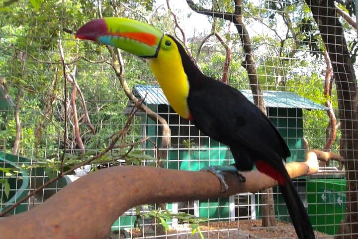 Roatán Private Tour: Sloth & Monkey Sanctuary with West Bay Beach Day Pass photo 3