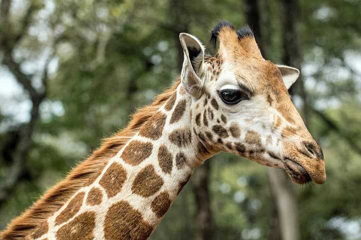 Nairobi National Park Safari: Wildlife Meets City Skyline in a Half-Day Adventure photo 3