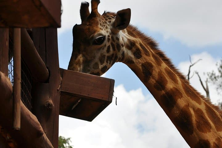 Nairobi National Park Safari: Wildlife Meets City Skyline in a Half-Day Adventure photo 4