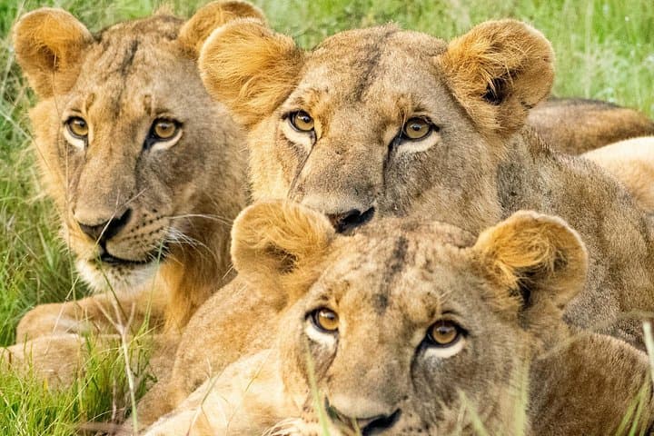 Nairobi National Park Safari: Wildlife Meets City Skyline in a Half-Day Adventure photo 2