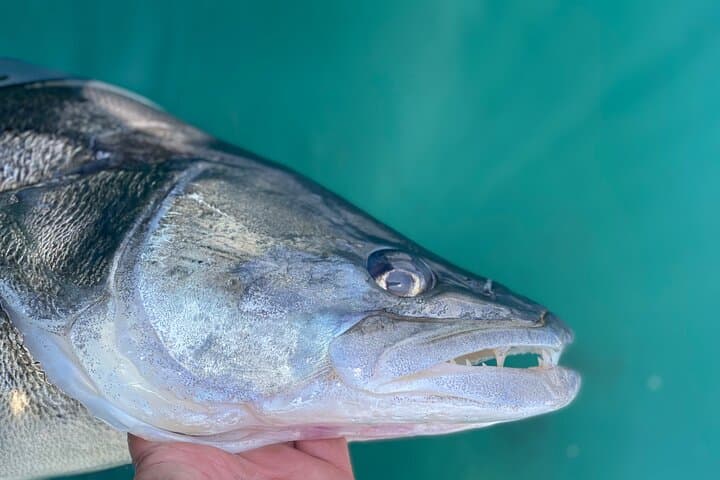 Lake Como Private Fishing: Half- or Full-Day Guided Boat Trip photo 6