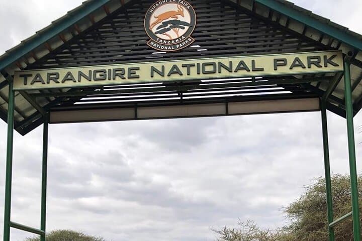 One-Day Tarangire Safari: Close Encounters with Africa’s Giant Elephants