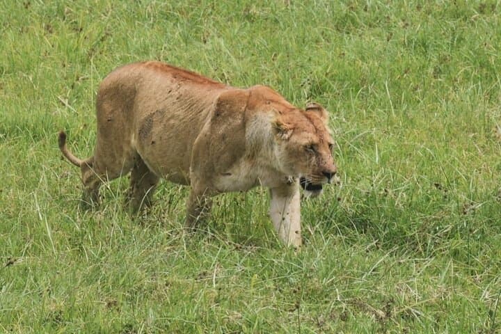 One-Day Tarangire Safari: Close Encounters with Africa’s Giant Elephants photo 6