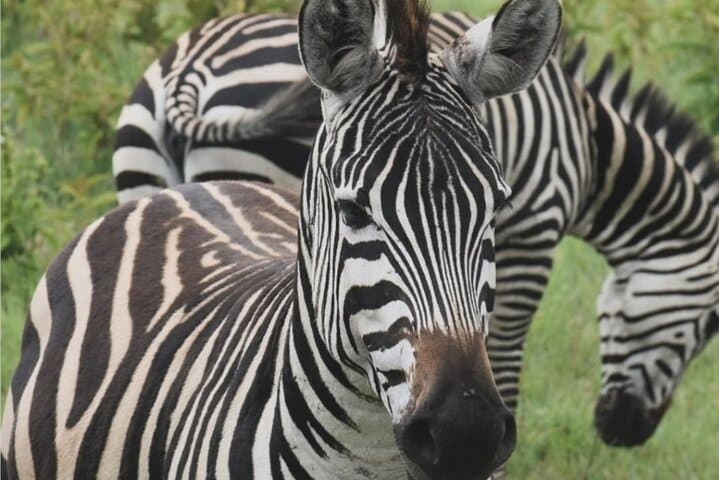 One-Day Tarangire Safari: Close Encounters with Africa’s Giant Elephants photo 2