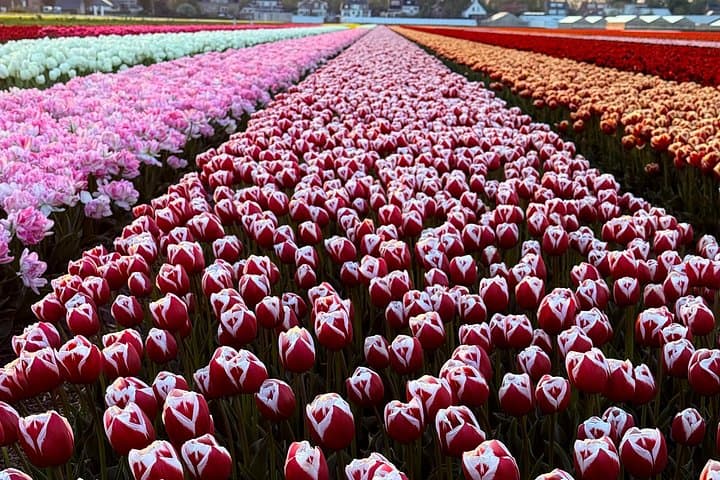 Tulip Fields by Bike: Guided 2.5-Hour Lisse Tulip Bike Tour photo 3