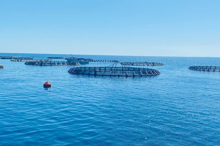 Kuriat Islands Yacht Trip: Dolphins, Sea Turtles & Snorkeling from Monastir photo 3
