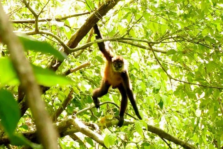 Sirena Station Corcovado: 2-Day Overnight Rainforest & Wildlife Immersion photo 2