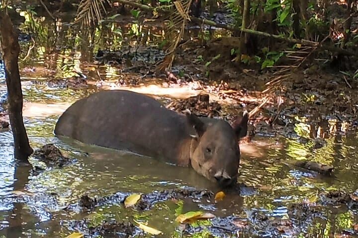 Sirena Station Corcovado: 2-Day Overnight Rainforest & Wildlife Immersion photo 3