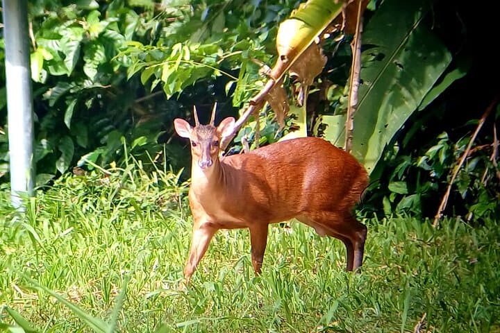 Sirena Station Corcovado: 2-Day Overnight Rainforest & Wildlife Immersion photo 4