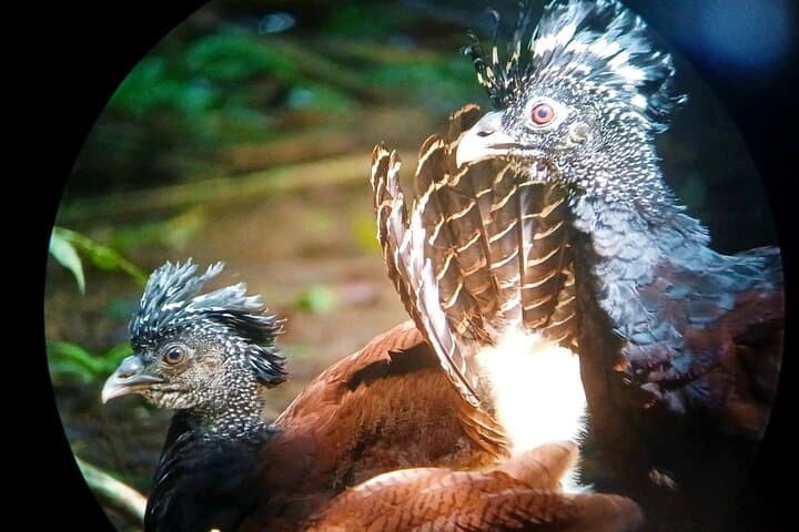 Sirena Station Corcovado: 2-Day Overnight Rainforest & Wildlife Immersion photo 5