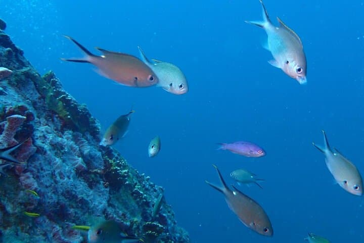 Anguilla 2-Tank Guided Dive: Morning Reefs & Shipwrecks with Scuba Shack photo 2