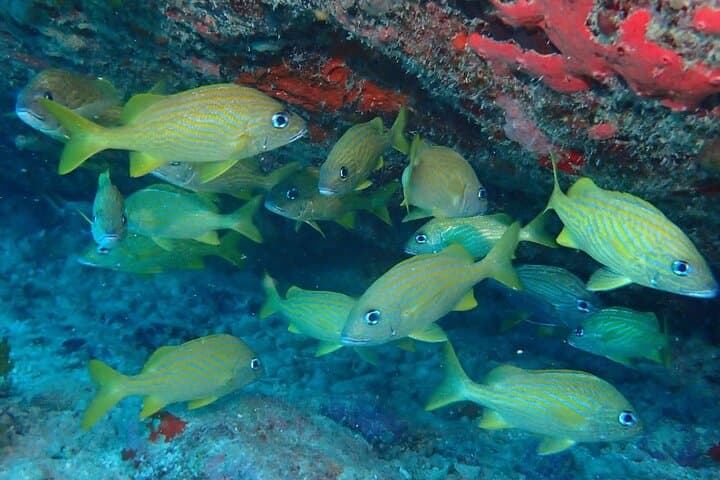 Anguilla 2-Tank Guided Dive: Morning Reefs & Shipwrecks with Scuba Shack photo 4