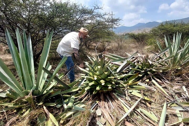 Mezcal Tour in Oaxaca: Agave Fields, Family Distilleries & Tasting