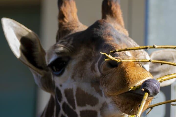 Calgary Zoo (Wilder Institute) Admission — Zones, Tips & Visitor Guide photo 6
