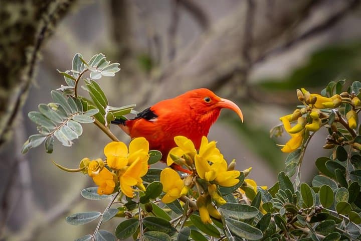 Big Island Birdwatching Tour — Spot Hawaii's Endemic Honeycreepers photo 4
