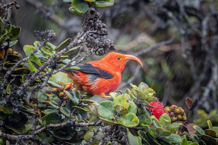 Big Island Birdwatching Tour — Spot Hawaii's Endemic Honeycreepers photo 1
