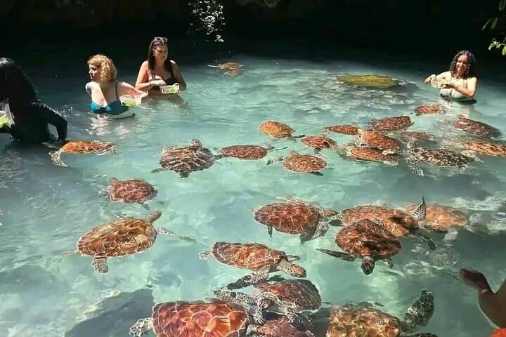 Zanzibar Dolphin & Snorkeling Dhow Tour with Beach Lunch