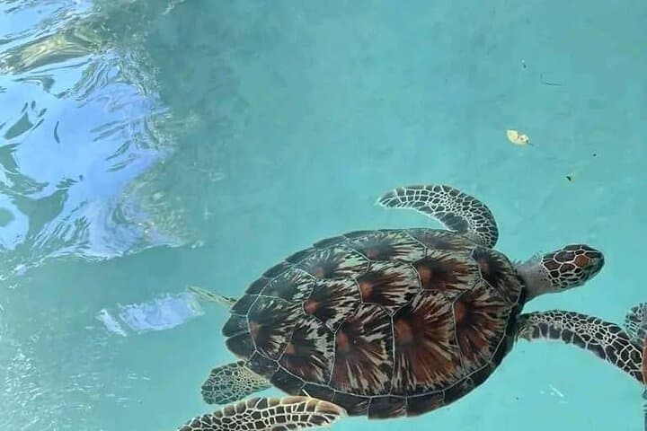Zanzibar Dolphin & Snorkeling Dhow Tour with Beach Lunch photo 6