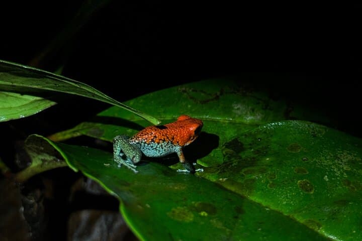 Night Walk in Puerto Jimenez: Guided Nocturnal Wildlife Tour on the Osa Peninsula