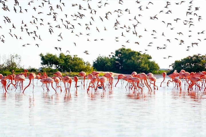 Ek Balam, Las Coloradas & Río Lagartos: Private Yucatán Full-Day Ruins, Pink Lakes & Mangrove Boat Tour photo 3