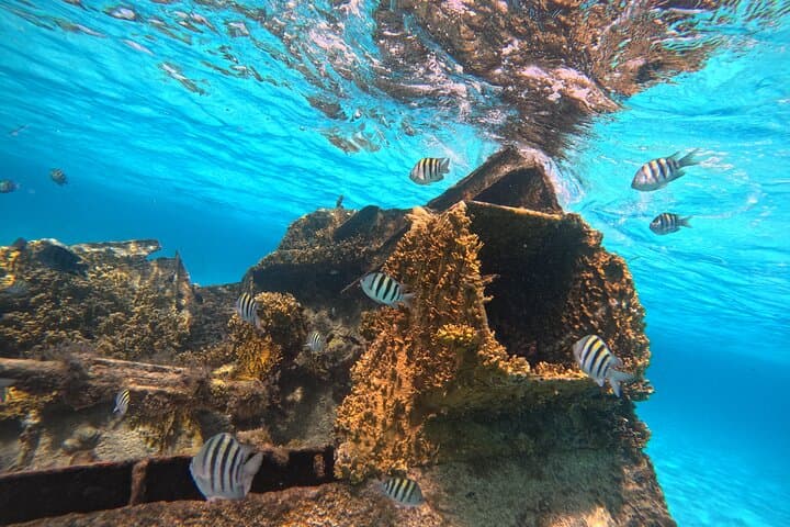 Cancun Snorkeling Adventure: Swim with Turtles, a Shipwreck & an Underwater Cenote photo 3