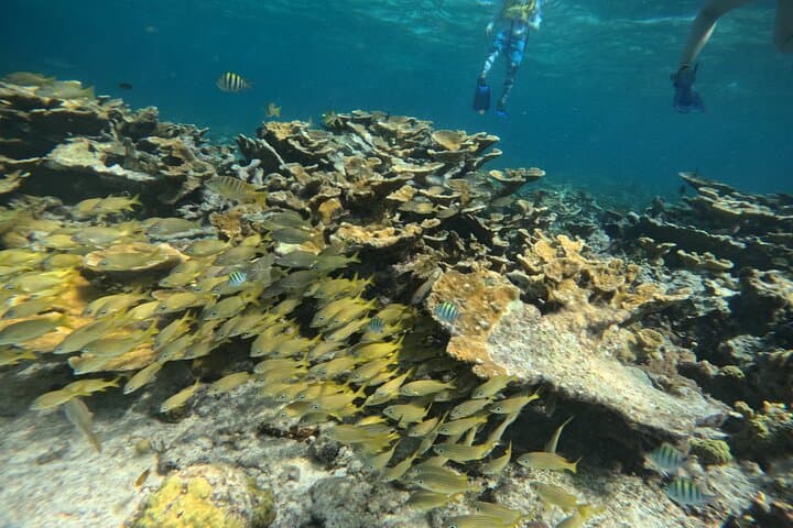 Cancun Snorkeling Adventure: Swim with Turtles, a Shipwreck & an Underwater Cenote photo 6