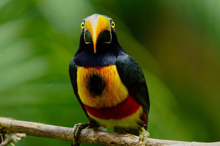 Esquipulas Birdwatching: Manuel Antonio's Mountain Rainforest Tour