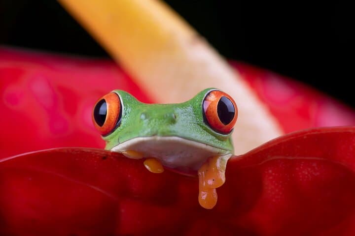 Nocturnal Wonders: Manuel Antonio Night Walking Tour with a Naturalist Guide photo 1
