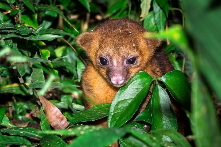Nocturnal Wonders: Manuel Antonio Night Walking Tour with a Naturalist Guide photo 4