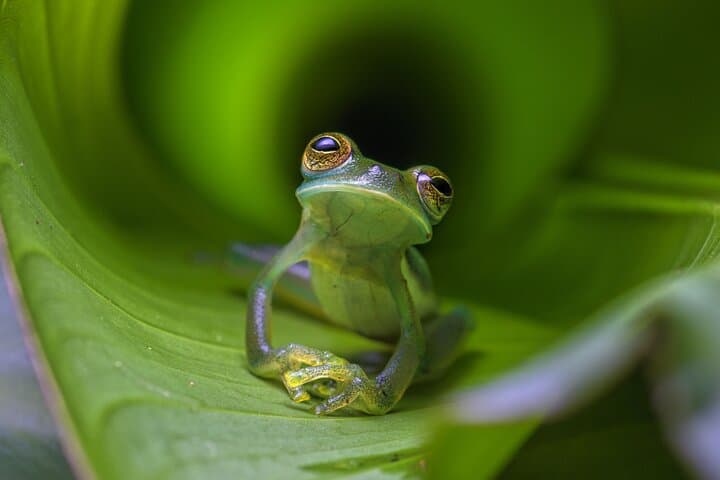 Nocturnal Wonders: Manuel Antonio Night Walking Tour with a Naturalist Guide photo 3