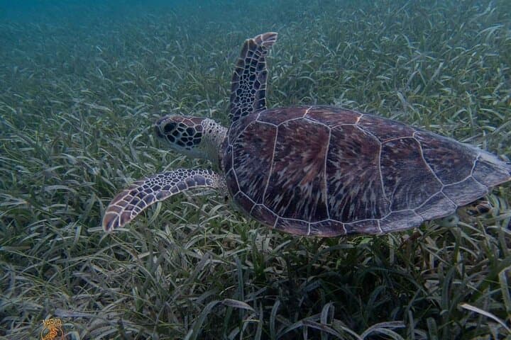 Vieques Shore Snorkel at Punta Arenas & Mosquito Pier — Turtles, Rays, and Shallow Reefs photo 3