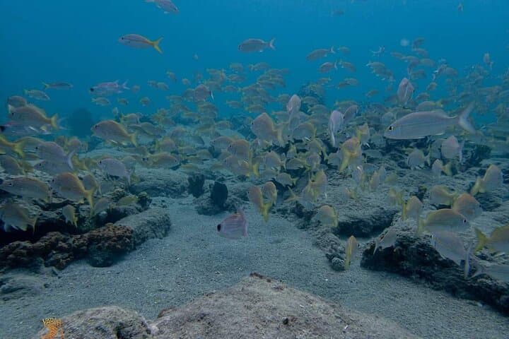 Vieques Shore Snorkel at Punta Arenas & Mosquito Pier — Turtles, Rays, and Shallow Reefs photo 4