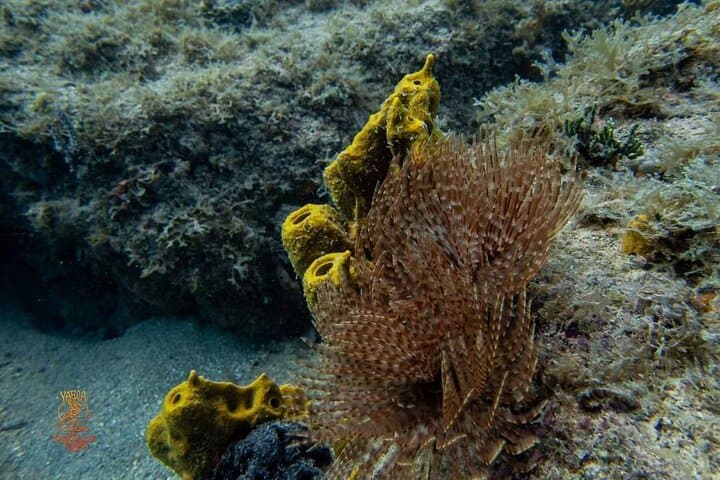 Vieques Shore Snorkel at Punta Arenas & Mosquito Pier — Turtles, Rays, and Shallow Reefs photo 5